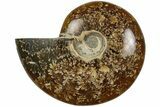 Polished Ammonite (Cleoniceras) Fossil - Madagascar #205102-1